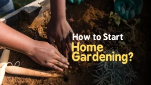 how to start home gardening