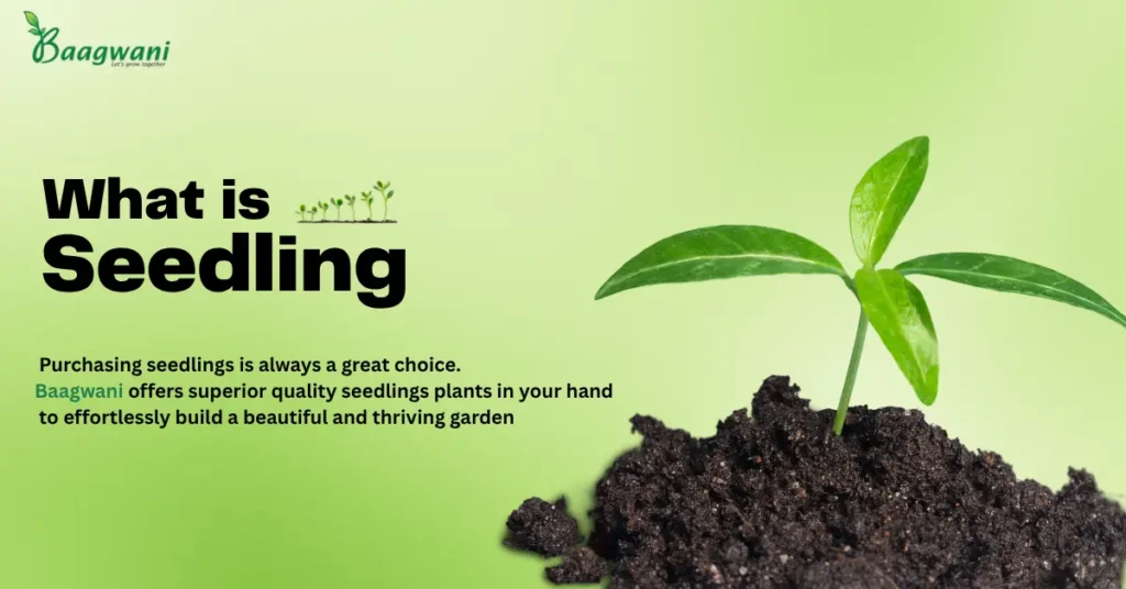 What is Seedling?