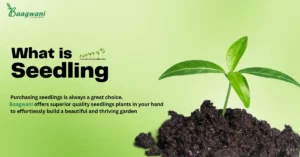 What is Seedling? Complete Guide to Plant & Vegetable Seedlings