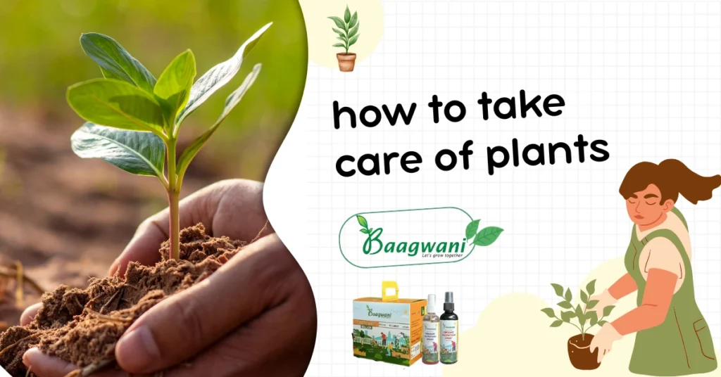 how-to-take-care-of-plant
