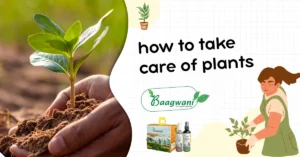 How to Take Care of Plant:  Indoor, Outdoor & House Plants
